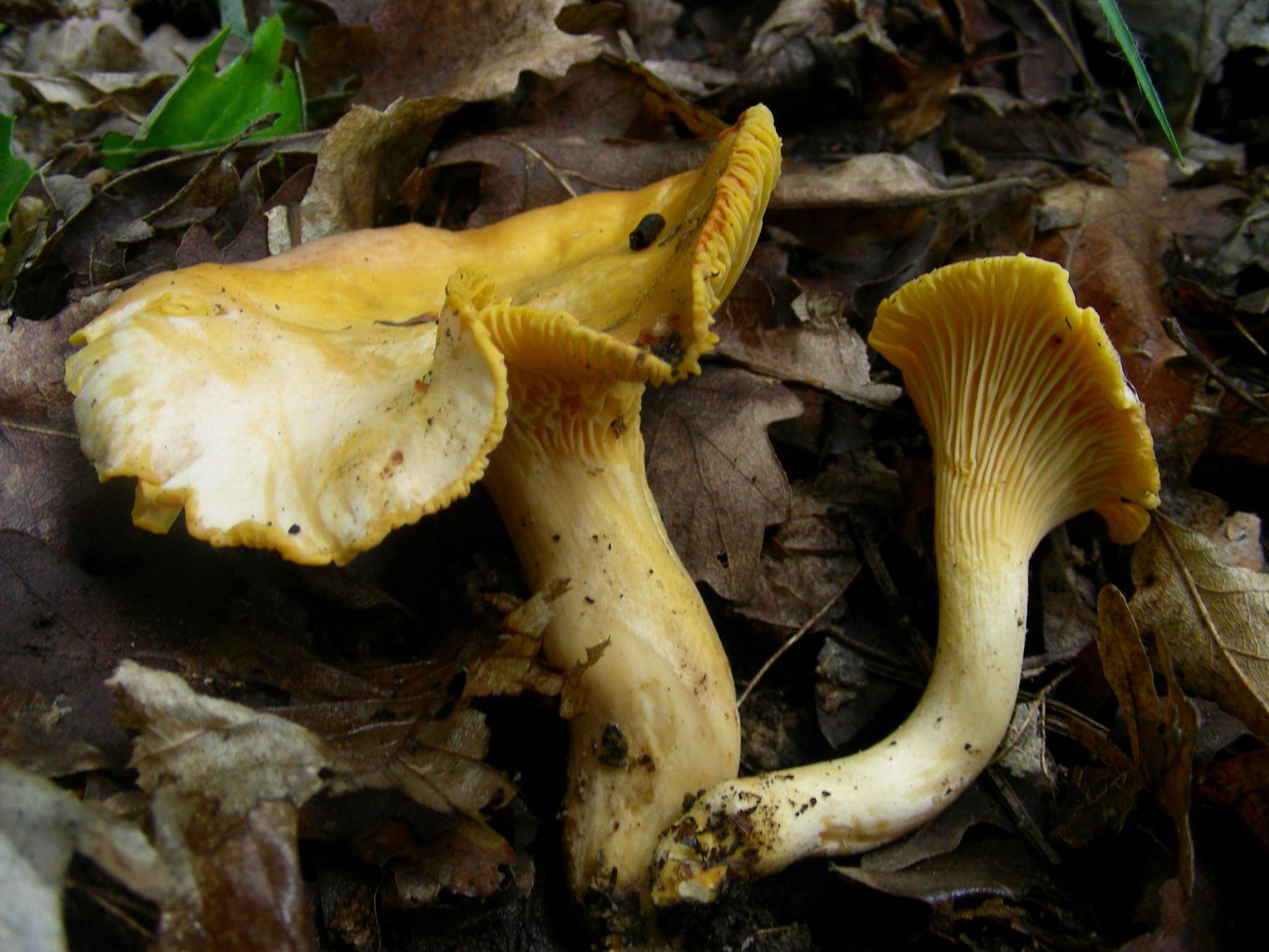 1334 Maggio vecchio ritrovamento